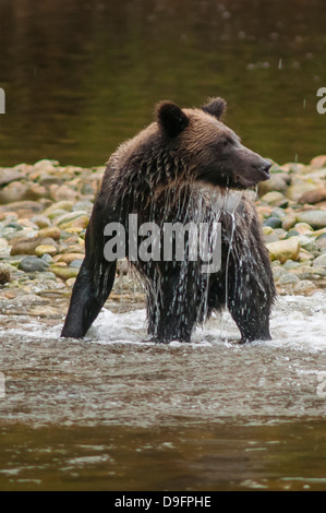 Brown ou grizzli (Ursus arctos) la pêche du saumon dans la forêt pluviale de Great Bear, en Colombie-Britannique, Canada Banque D'Images