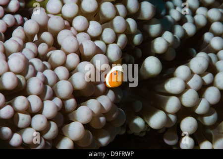 Amphiprion ocellaris clownfish commun -, Bornéo, Malaisie Banque D'Images