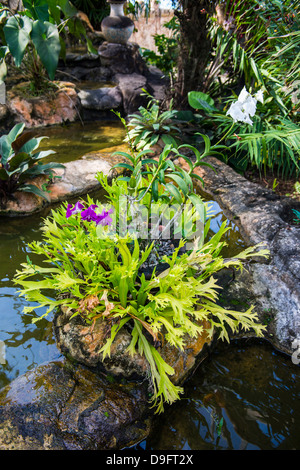 Jardins botaniques sur l'île de Nevis, Saint Kitts et Nevis, Iles sous le vent, Antilles, Caraïbes Banque D'Images