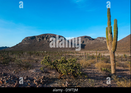 Arbres Cactus dans la campagne près de La Paz, Baja California, Mexique Banque D'Images