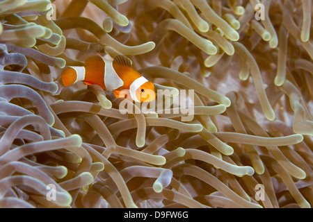 Amphiprion ocellaris clownfish commun -, Bornéo, Malaisie Banque D'Images