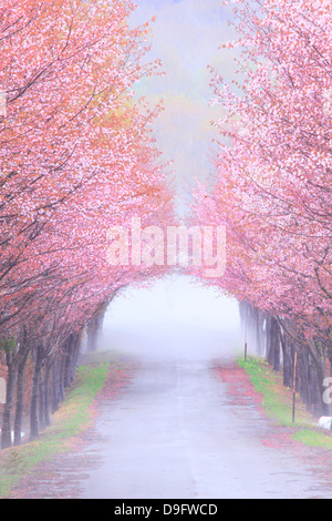 Cherry Blossom tunnel, la Préfecture d'Aomori Banque D'Images