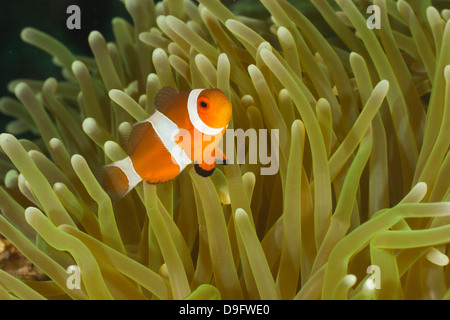 Amphiprion ocellaris clownfish commun -, Lankayan, Malaisie Banque D'Images