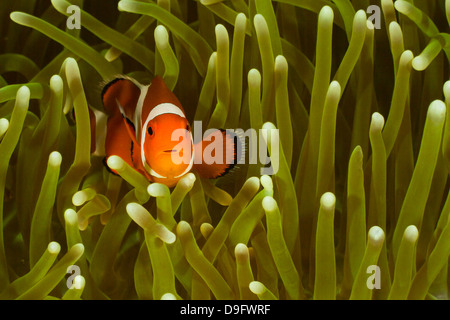 Amphiprion ocellaris clownfish commun -, Lankayan, Malaisie Banque D'Images