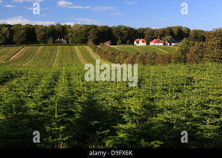 L'épinette de Norvège (arbre de Noël) plantation, Ry, Lake District, Jutland, Danemark, Scandinavie Banque D'Images