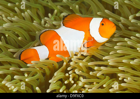 Amphiprion ocellaris clownfish commun -, Lankayan, Malaisie Banque D'Images