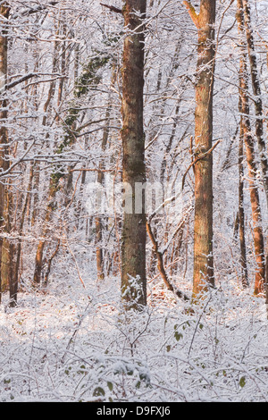 Arbres couverts de neige dans la vallée de la Loire, Loir-et-Cher, Centre, France Banque D'Images