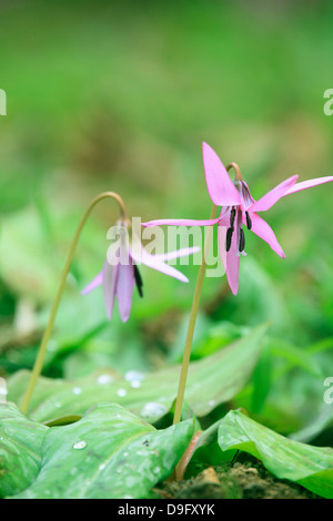 Dent les chiens japonais fleurs violettes Banque D'Images