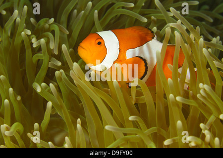 Amphiprion ocellaris clownfish commun -, Lankayan, Malaisie Banque D'Images