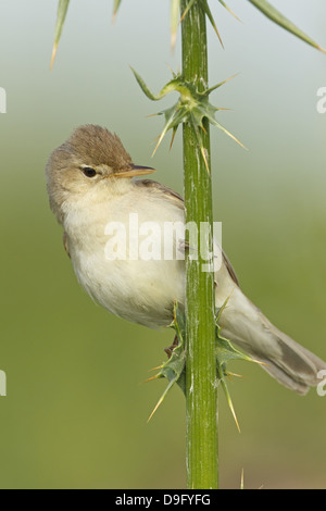 Olivaceous Warbler Acrocephalus Hippolais pallida,,, Blassspötter Blassspoetter pallidus, Banque D'Images