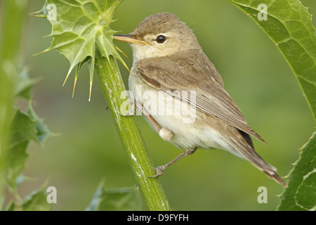 Olivaceous Warbler Acrocephalus Hippolais pallida,,, Blassspötter Blassspoetter pallidus, Banque D'Images