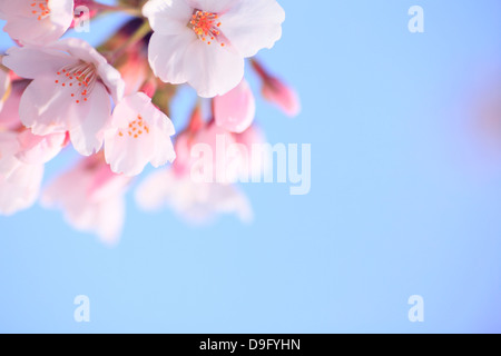 Fleurs de cerisier et de sky Banque D'Images