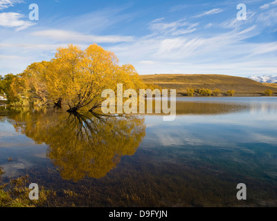 Les arbres d'automne reflète dans l'eau le matin, le lac Alexandrina, région de Canterbury, île du Sud, Nouvelle-Zélande Banque D'Images