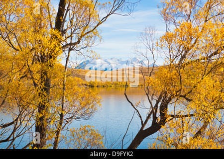 Montagnes couvertes de neige et les arbres d'automne, le lac Alexandrina, région de Canterbury, île du Sud, Nouvelle-Zélande Banque D'Images