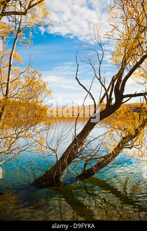 Montagnes couvertes de neige et les arbres d'automne, le lac Alexandrina, région de Canterbury, île du Sud, Nouvelle-Zélande Banque D'Images