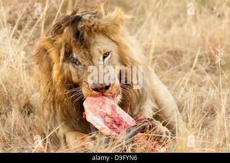 Homme Lion, Panthera leo, manger, Masai Mara, Kenya Banque D'Images