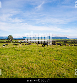 Troupeau de vaches sur les terres agricoles sur la côte ouest, l'île du Sud, Nouvelle-Zélande Banque D'Images