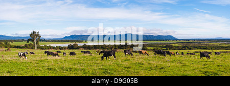 Troupeau de vaches sur les terres agricoles sur la côte ouest, l'île du Sud, Nouvelle-Zélande Banque D'Images