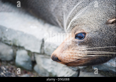 Fur Seal à Kaikoura, Canterbury, Région de l'île du Sud, Nouvelle-Zélande Banque D'Images