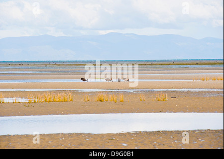 Les oiseaux et montagnes à Farewell Spit, Golden Bay, île du Sud, Nouvelle-Zélande Banque D'Images