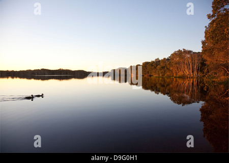 Lake Ainsworth, Lennox Head, NSW, Australie Banque D'Images