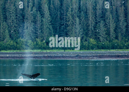 Des profils baleine à bosse (Megaptera novaeangliae) jusqu'à la nageoire caudale, plongée, des Neiges carte Sud de l'Alaska, USA Banque D'Images
