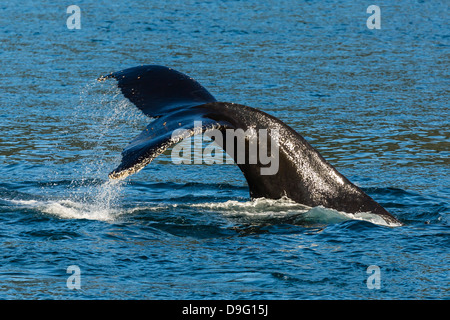 Des profils baleine à bosse (Megaptera novaeangliae) jusqu'à la nageoire caudale, plongée, des Neiges carte Sud de l'Alaska, USA Banque D'Images