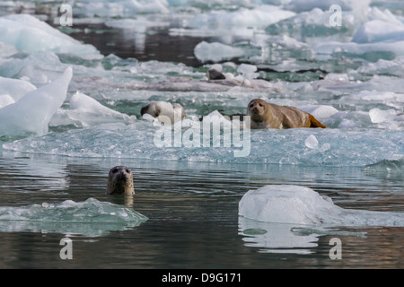 Phoque commun (Phoca vitulina), au sud du glacier Sawyer, Tracy Arm-Ford la terreur de l'espace sauvage, le sud-est de l'Alaska, USA Banque D'Images