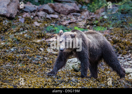 Les jeunes ours brun (Ursus arctos) à marée basse dans le port de l'Île Chichagof, Pavlof, sud-est de l'Alaska, USA Banque D'Images