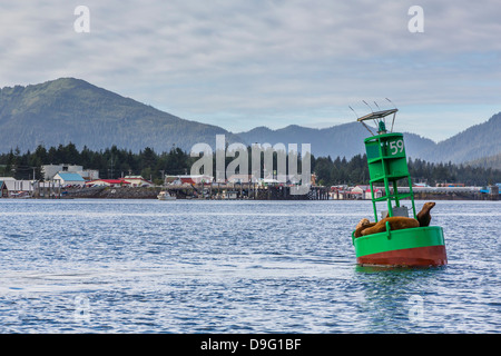 (Nord) otaries de Steller (Eumetopias jubatus), au canal à Petersburg, Alaska, USA Banque D'Images