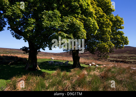 Petit groupe d'arbres dans les couches supérieures de la rivière Liffey, l'Est ci-dessous, la montagne Kippure le comté de Wicklow, Irlande Banque D'Images