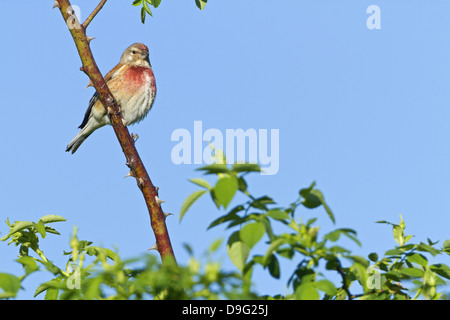 Linnet Linnet, commune, eurasien, Linnet Carduelis cannabina, Acanthis cannabina, Bluthänfling Hänfling Bluthaenfling,,, Haenflin Banque D'Images