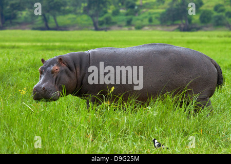 Hippopotame (Hippopotamus amphibius), par rivière Chobe, Kasane, Chobe National Park, Botswana, Africa Banque D'Images