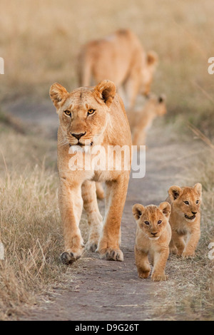 Lionne - Panthera leo et d'oursons, Masai Mara, Kenya, Afrique Banque D'Images