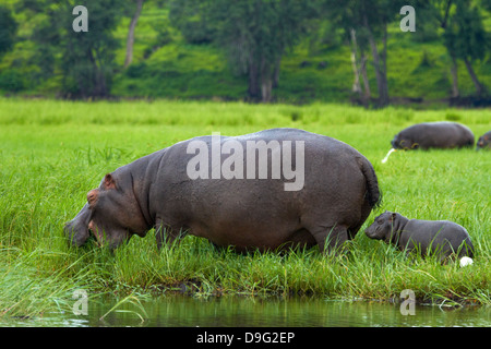 Bébé et l'Hippopotame (Hippopotamus amphibius), et Héron garde-boeuf, par rivière Chobe, Kasane, Chobe National Park, Botswana, Africa