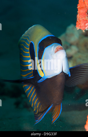 Poissons ange empereur (Pomacanthus imperator), Naama Bay, au large de Charm el-Cheikh, Sinai, Red Sea, Egypt, Africa Banque D'Images