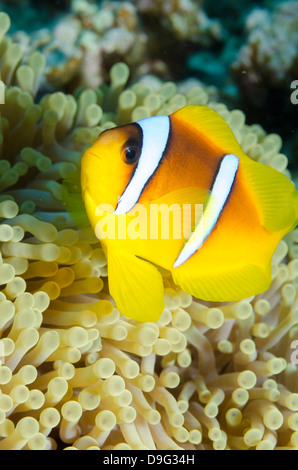 Poisson de l'anémone de mer rouge (Amphiprion bicinctus) et l'anémone, magnifique Parc National Ras Mohammed, Sinai, Red Sea, Egypt, Africa Banque D'Images