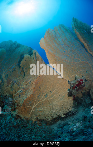 La mer de corail de ventilateur géant (Annella mollis), Parc National Ras Mohammed, au large de Charm el-Cheikh, Sinai, Red Sea, Egypt, Africa Banque D'Images