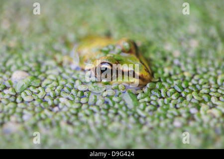 Close-up of European common frog (Rana temporaria), Drenthe, Pays-Bas Banque D'Images