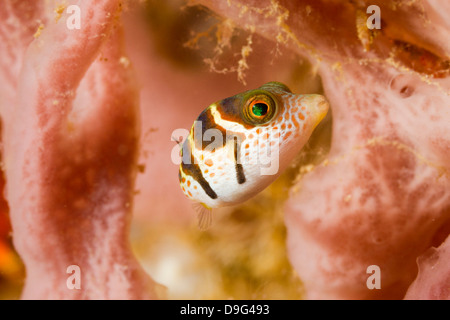 Le poisson-globe, Sella noir Canthigaster valentini, Ambon, Indonésie Banque D'Images