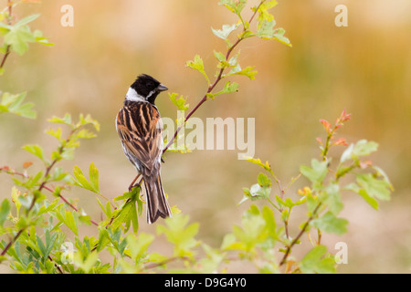 - Emberiza schoeniclus Reed Bunting, Buckinghamshire, England, UK Banque D'Images