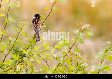 - Emberiza schoeniclus Reed Bunting, Buckinghamshire, England, UK Banque D'Images