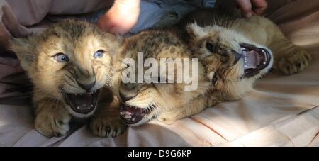 Magdeburg, Allemagne. 19 Juin, 2013. Trois jeunes lions d'Asie se trouvent les uns à côté des autres dans le jardin zoologique de Magdeburg, Allemagne, 19 juin 2013. Les chats ont été vérifié par un vétérinaire et pesaient entre 5,14 et 5,62 kg. Les chats sont nés le 29 avril 2013. Photo : JENS WOLF/dpa/Alamy Live News Banque D'Images