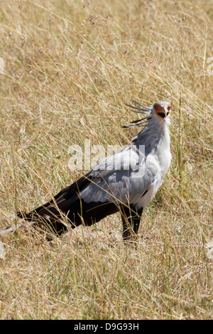 Oiseau Secrétaire, Sagittaire serpentarius, Masai Mara, Kenya, Afrique Banque D'Images