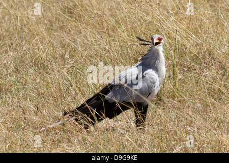 Oiseau Secrétaire, Sagittaire serpentarius, Masai Mara, Kenya, Afrique Banque D'Images