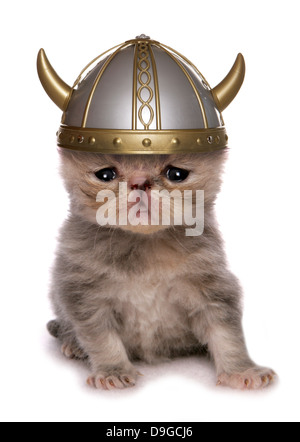 Viking Exotic shorthair chaton Banque D'Images