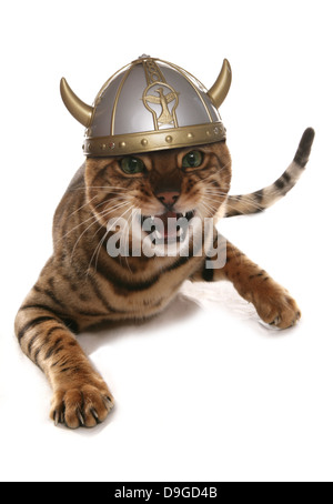 Bengal Cat viking en colère Banque D'Images