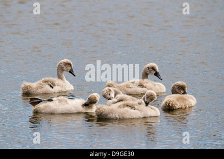 Cygne tuberculé - Cygnus olor cygnets, Buckinghamshire, England, UK Banque D'Images