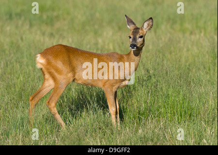 Capreolus capreolus, Reh, Rehwild, chevreuil, faon Banque D'Images