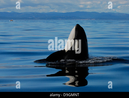 Un épaulard spyhops à regarder son environnement avec un bateau d'observation des baleines dans l'arrière-plan Banque D'Images